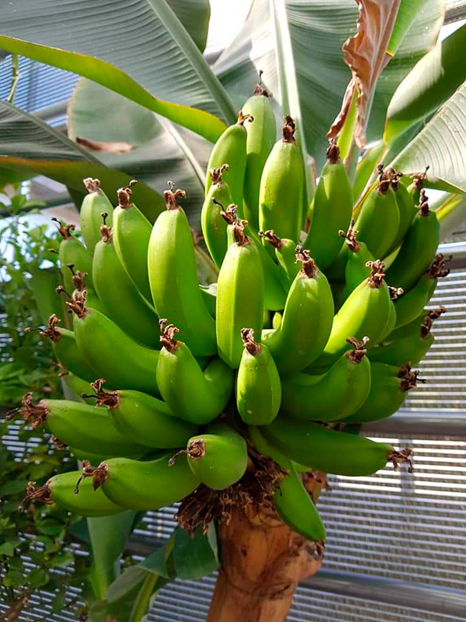 Kasvihuoneessa pääsee ihailemaan eksoottisia hedelmäpuita kuten banaani-, viikuna-, avokaado-, sitruuna-, appelsiini-, mandariini-, kiivi- ja granaattiomenapuita. Eksoottiset hedelmäpuut tuottavat myös runsasta hedelmäsatoa.