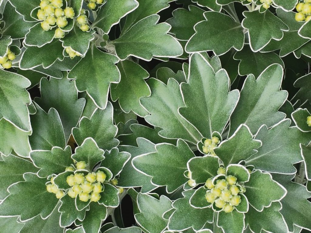 Cosmos atrosanguineus eli suklaakosmos