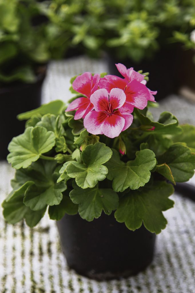 Pelargonia ruukussa.