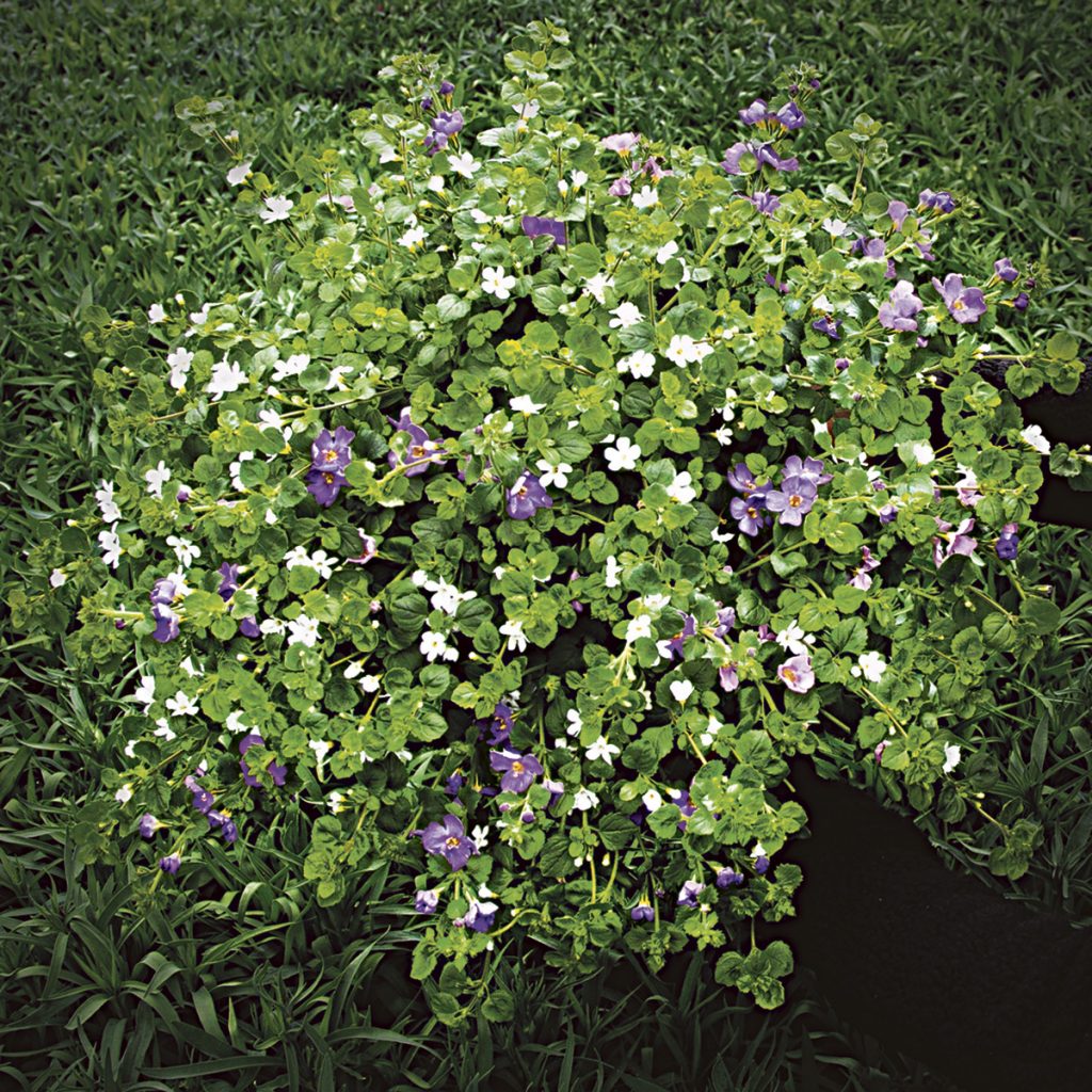 Lumihiutale amppelissa