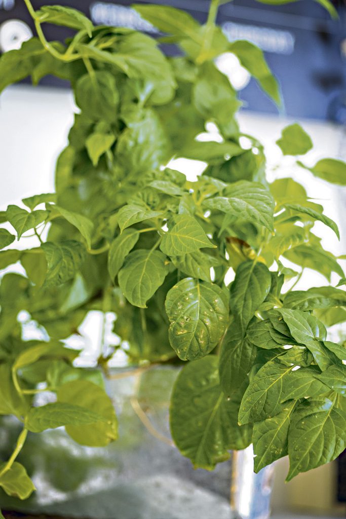 Muutaman vuoden ikäiseen chiliin odotetaan tänä vuonna satoa.