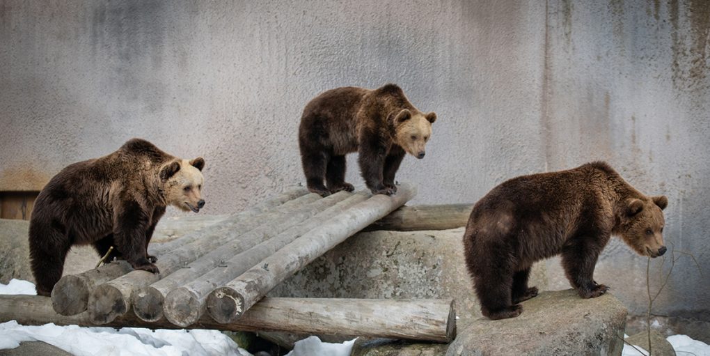 Ähtärin eläinpuisto karhut