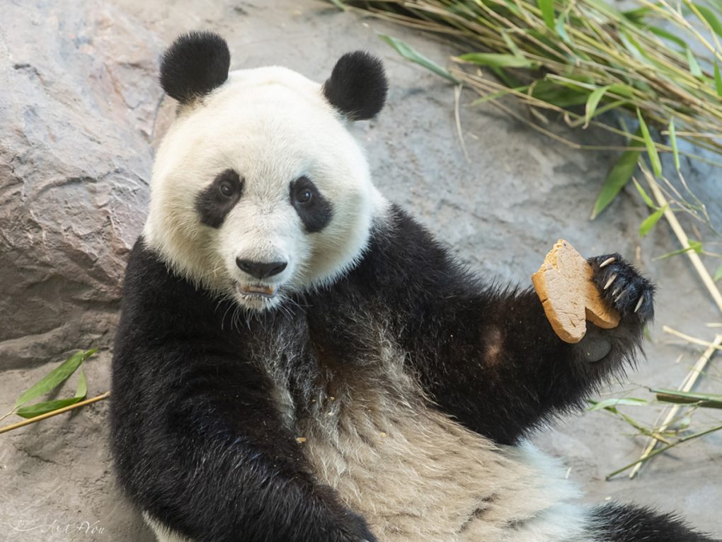 Ähtärin eläinpuisto panda