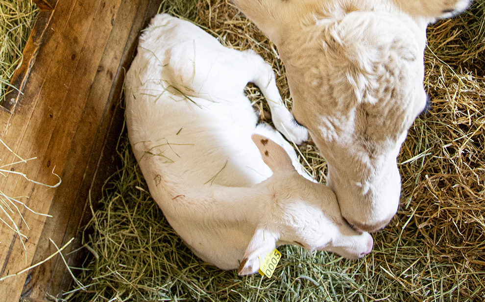 Ähtärin eläinpuisto