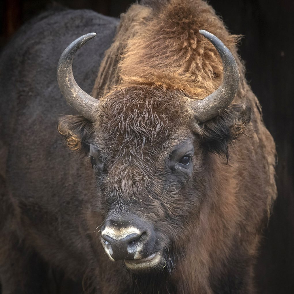 Ähtärin eläinpuisto visentti