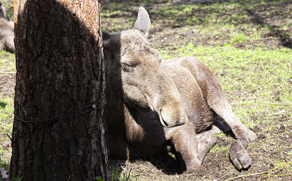 Ähtärin eläinpuisto